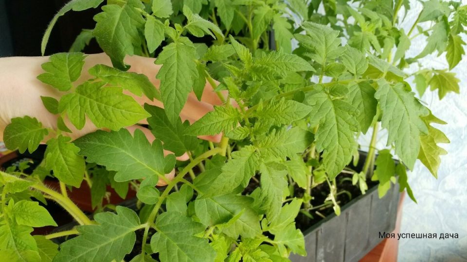 Как обеспечить своим томатам щедрый урожай с помощью правильной подкормки