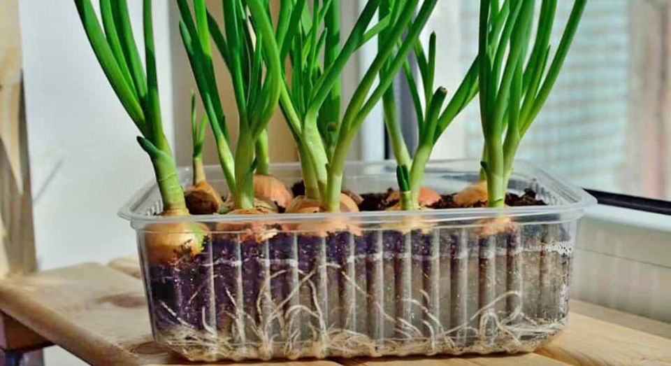 ����������� ������� ���� ����� �� �����������: ��� ������� ������