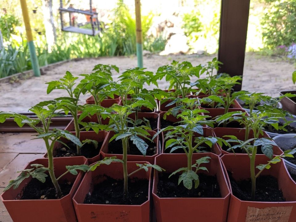 Томаты: для красоты, для угощений и на пробу